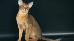 Котките от които скалите ще могат да се разбират с кучето в същия апартамент